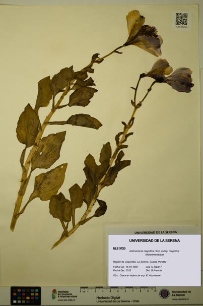 Alstroemeria magnifica [Espécimen: ULS:ULS:0003720]