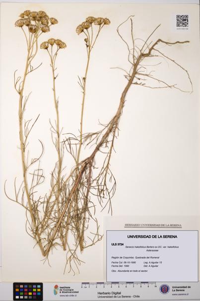 Senecio hakeifolius var. hakeifolius [Espécimen: ULS:ULS:0003724]