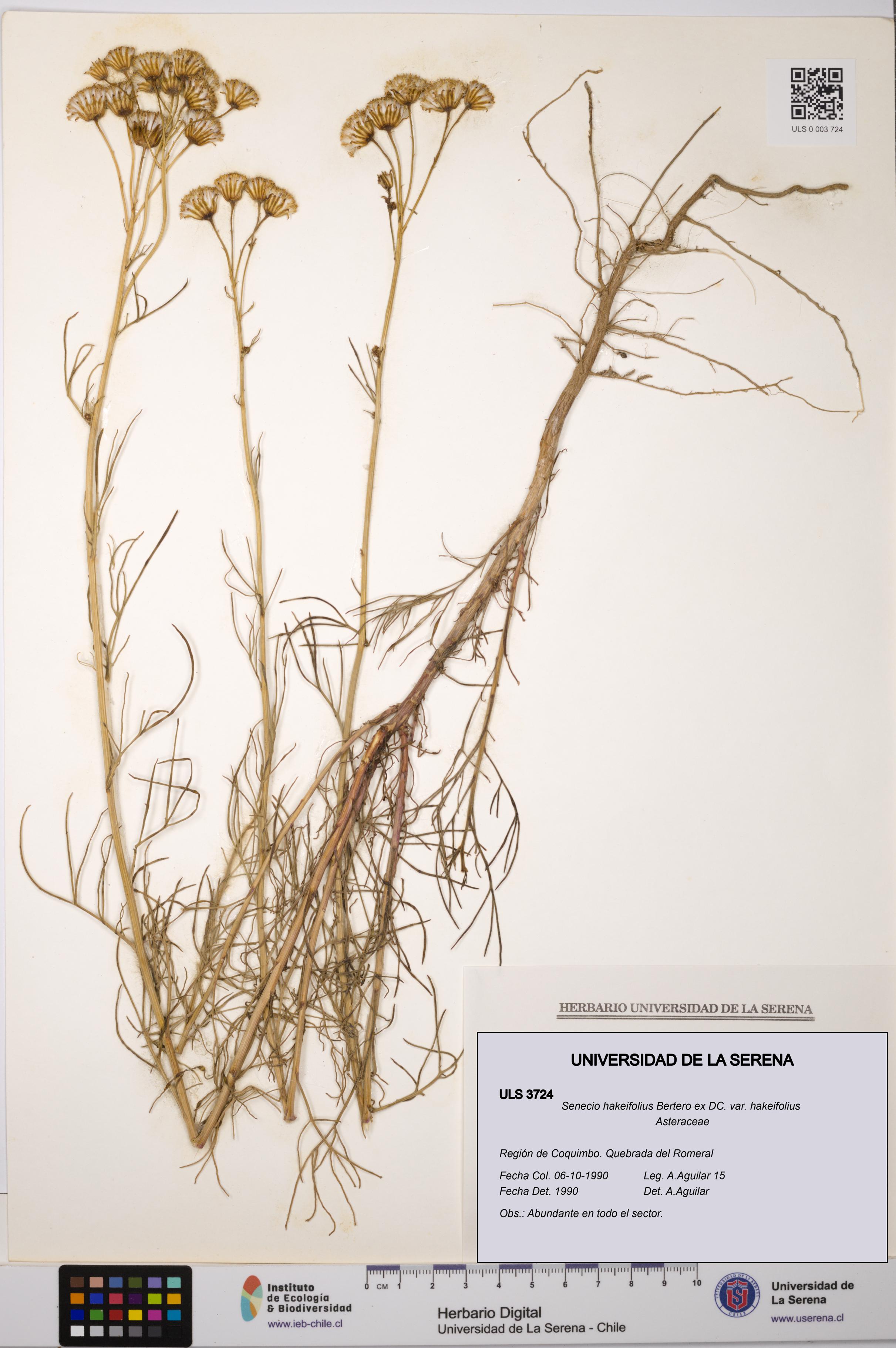 Senecio hakeifolius var. hakeifolius [Espécimen: ULS:ULS:0003724]