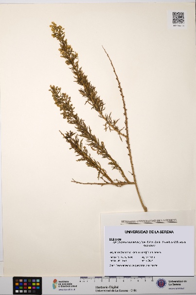 Ophryosporus paradoxus [Espécimen: ULS:ULS:0003736]