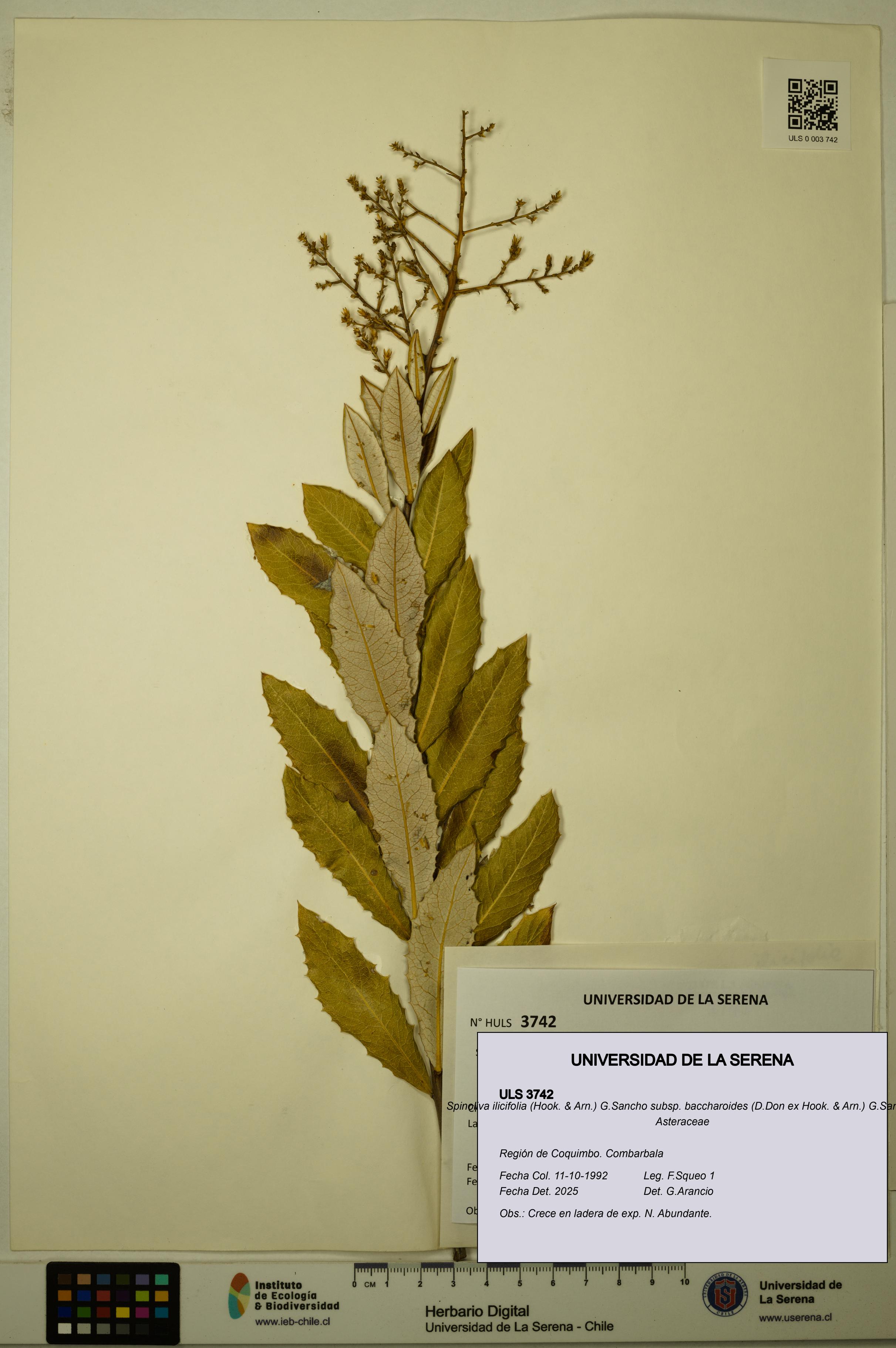 Spinoliva ilicifolia subsp. baccharoides [Espécimen: ULS:ULS:0003742]