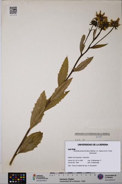 Austroflourensia thurifera [Espécimen: ULS:ULS:0003746]