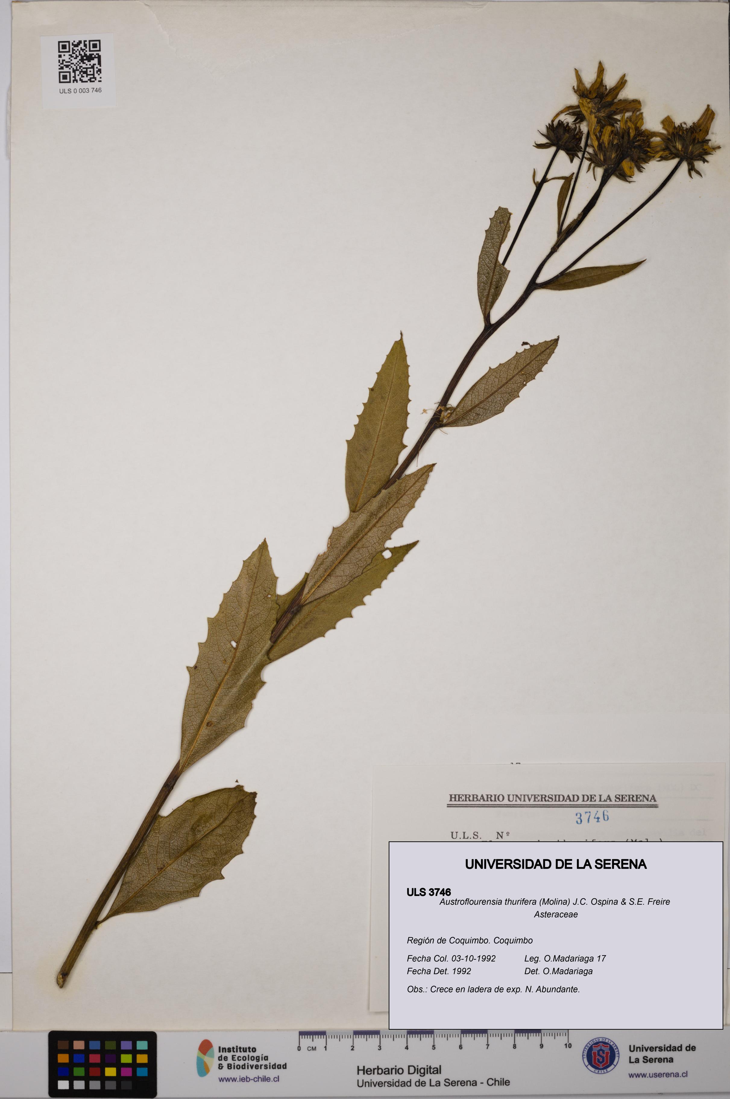 Austroflourensia thurifera [Espécimen: ULS:ULS:0003746]