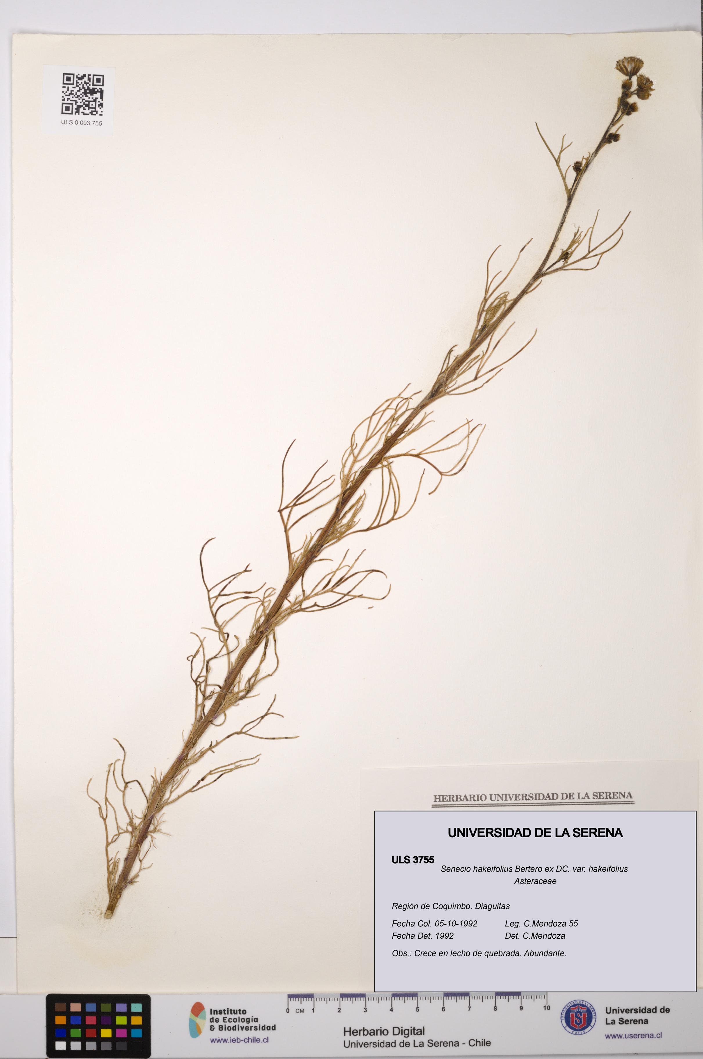 Senecio hakeifolius var. hakeifolius [Espécimen: ULS:ULS:0003755]