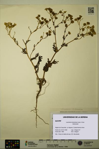 Leucheria tomentosa [Espécimen: ULS:ULS:0003757]