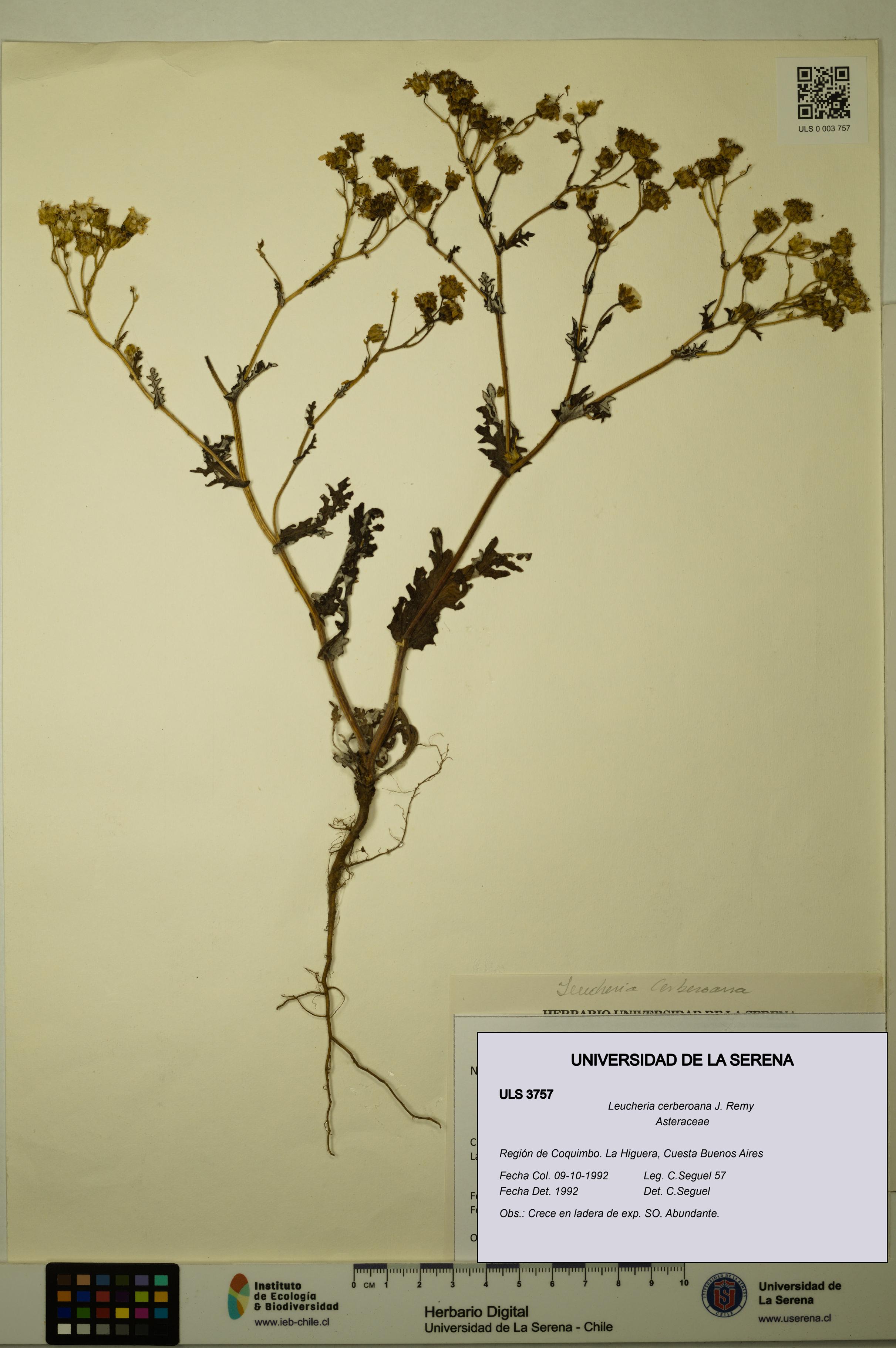Leucheria cerberoana [Espécimen: ULS:ULS:0003757]