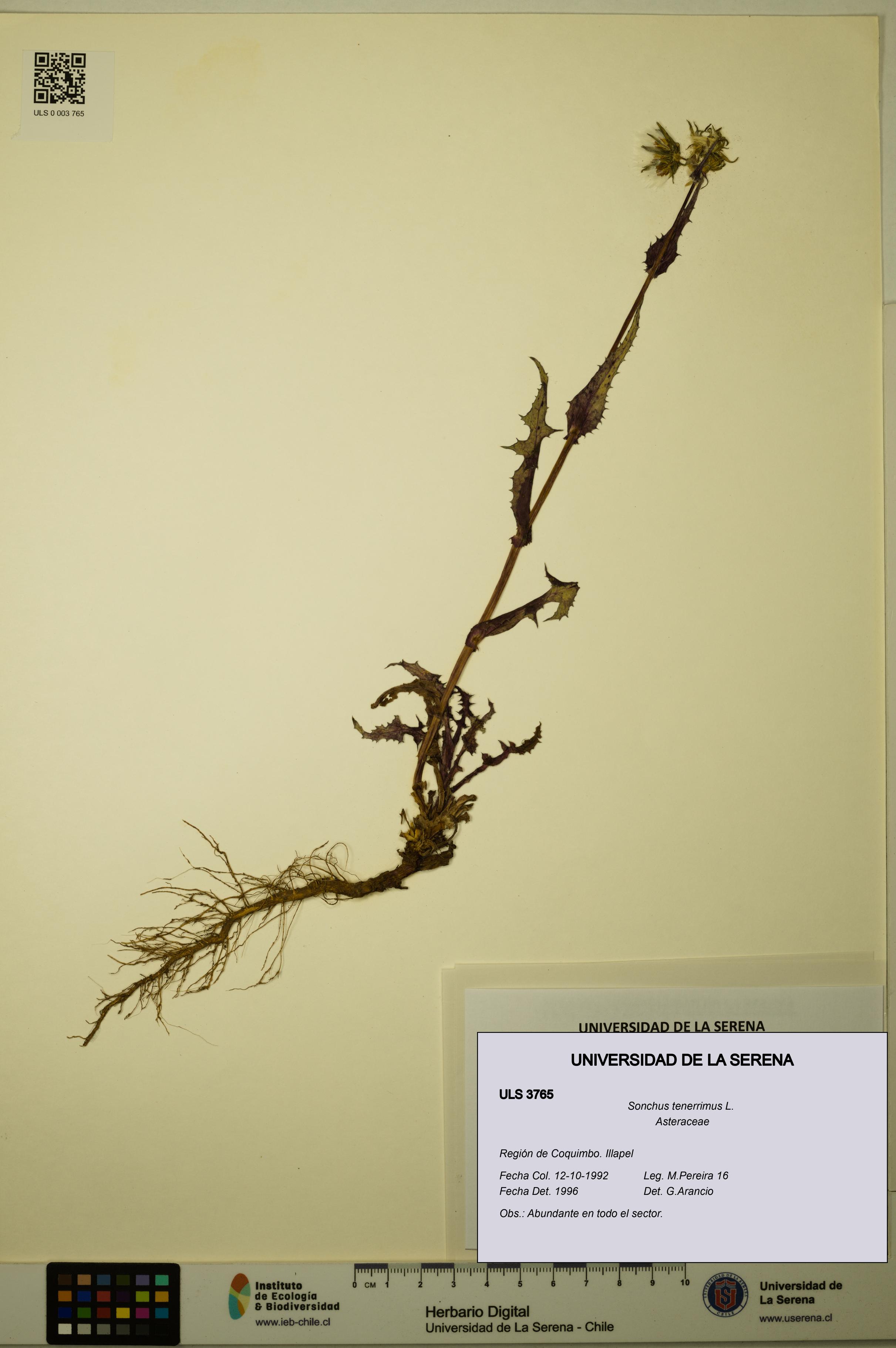 Sonchus tenerrimus [Espécimen: ULS:ULS:0003765]