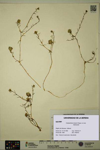 Chaetanthera linearis [Espécimen: ULS:ULS:0003767]
