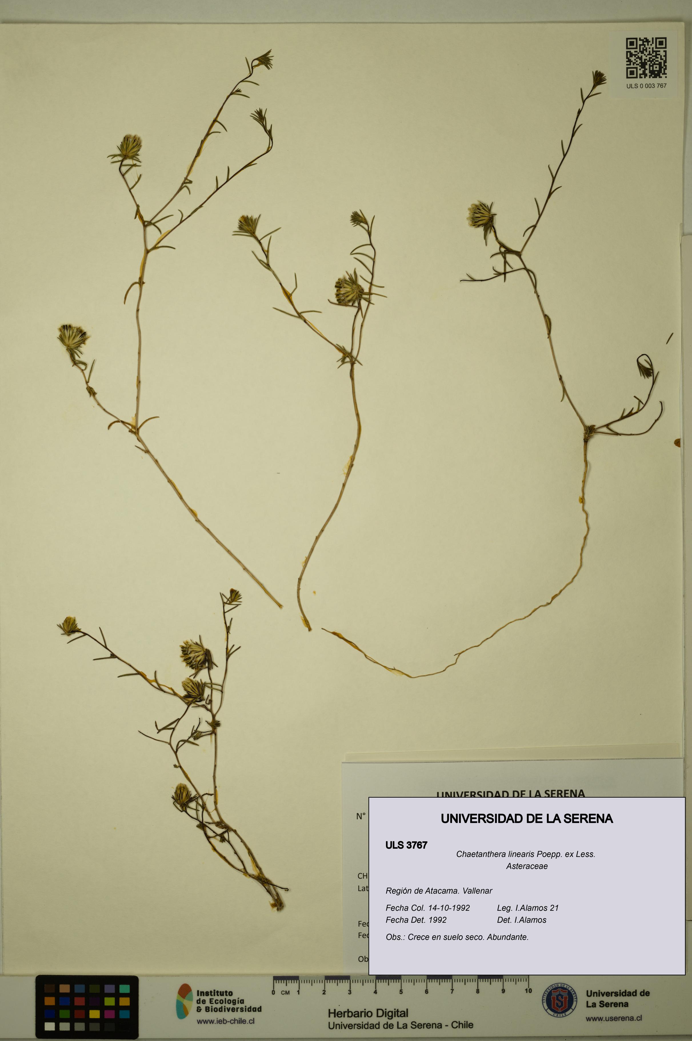 Chaetanthera linearis [Espécimen: ULS:ULS:0003767]