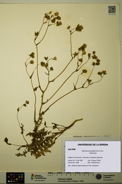 Moscharia pinnatifida [Espécimen: ULS:ULS:0003785]