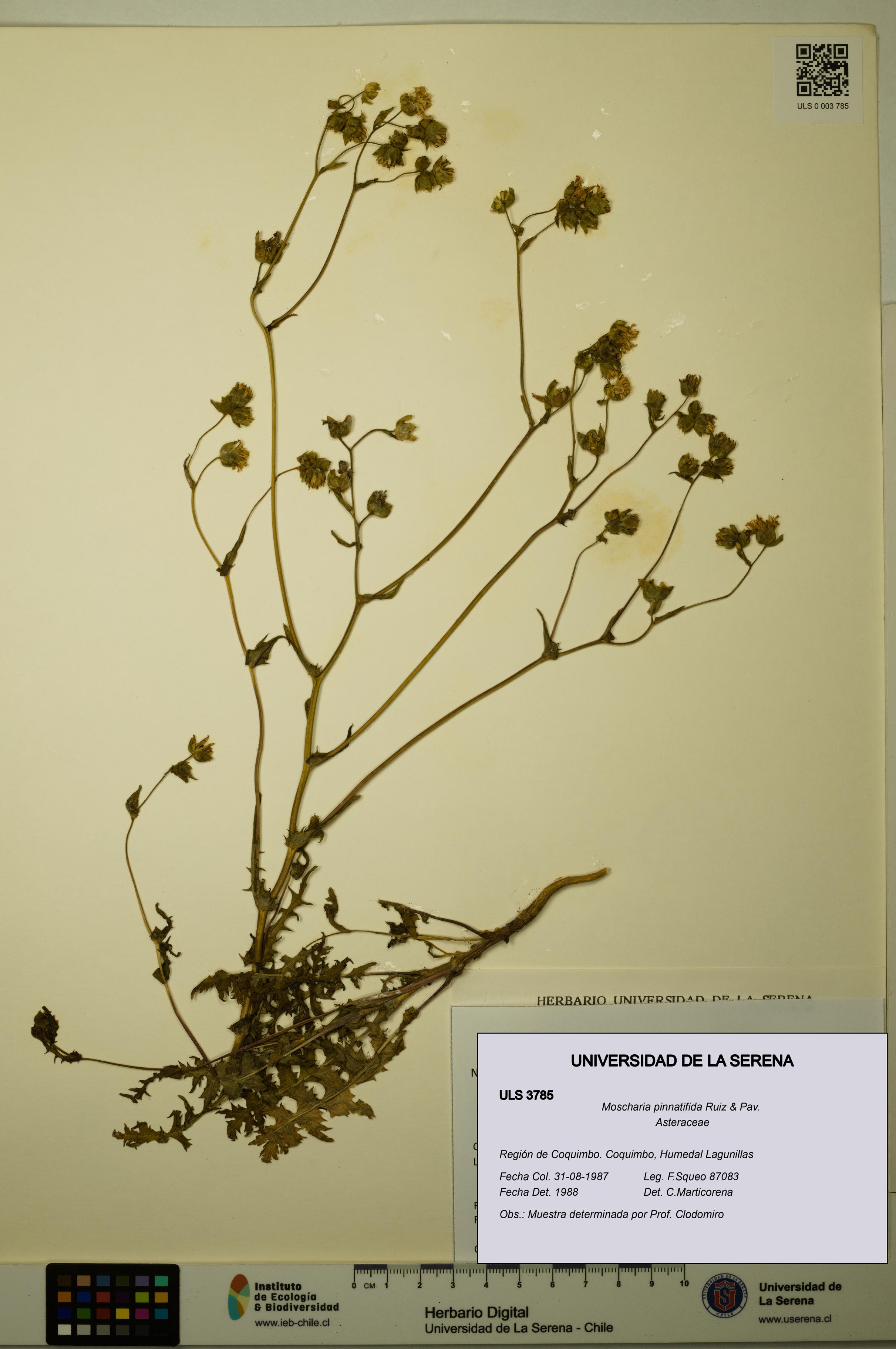 Moscharia pinnatifida [Espécimen: ULS:ULS:0003785]