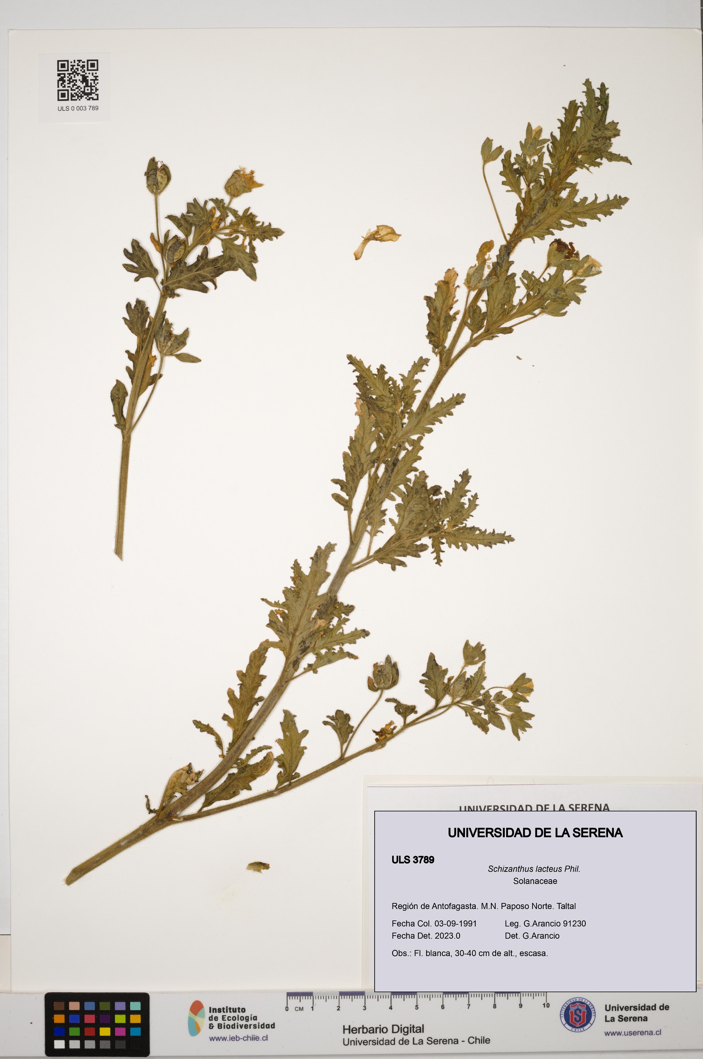 Schizanthus lacteus [Espécimen: ULS:ULS:0003789]