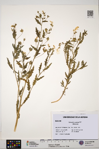 Schizanthus lacteus [Espécimen: ULS:ULS:0003790]