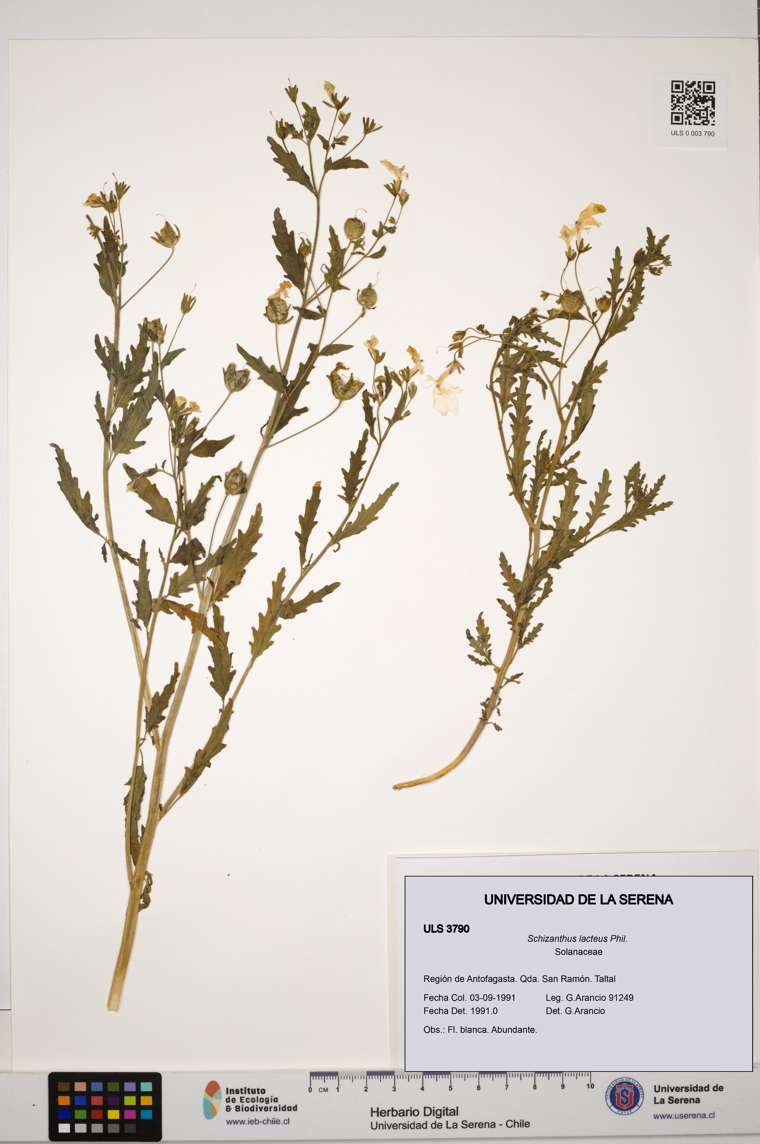 Schizanthus lacteus [Espécimen: ULS:ULS:0003790]