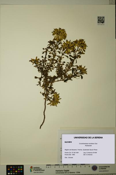 Cruckshanksia montiana [Espécimen: ULS:ULS:0003810]
