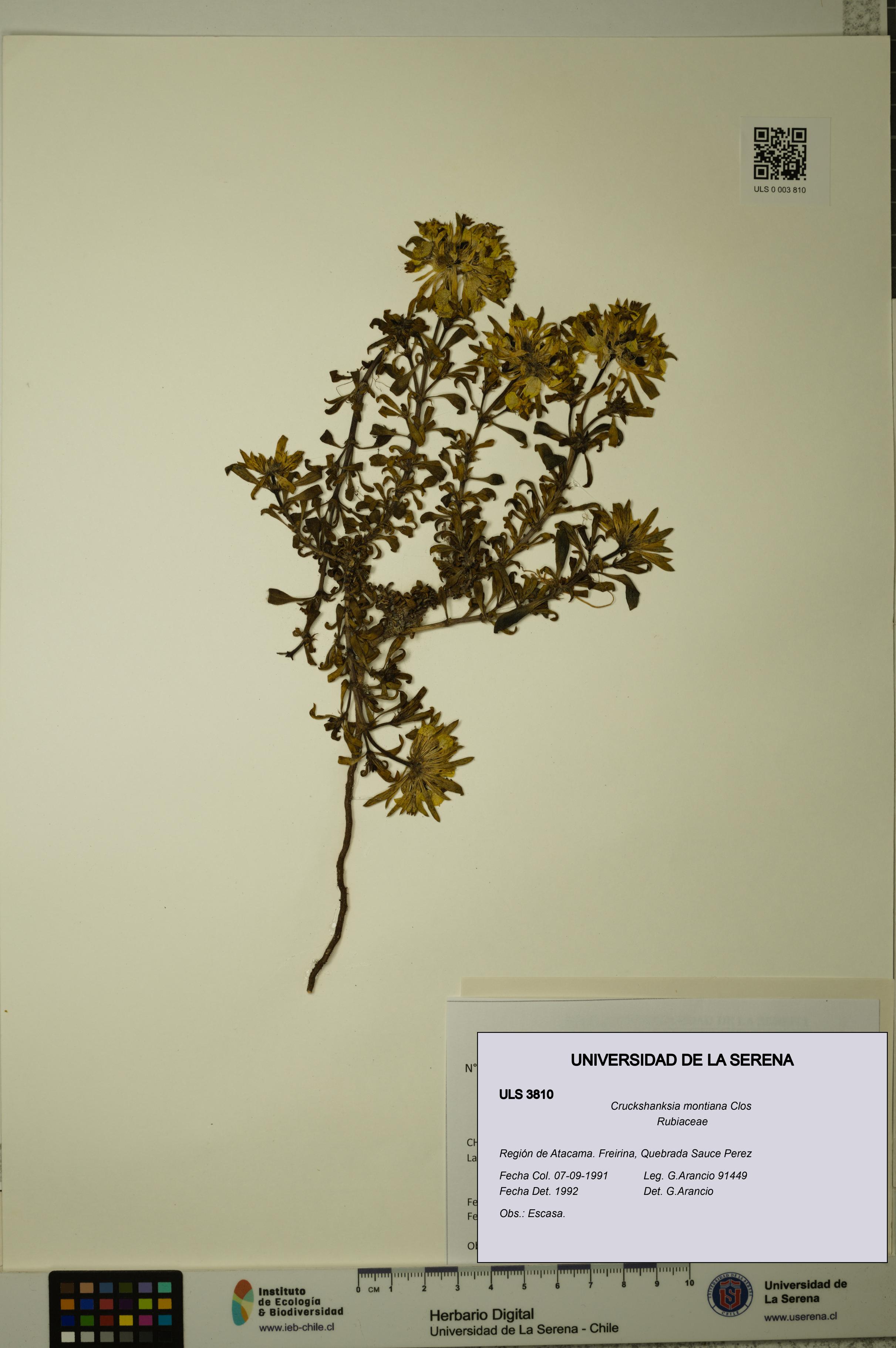 Cruckshanksia montiana [Espécimen: ULS:ULS:0003810]