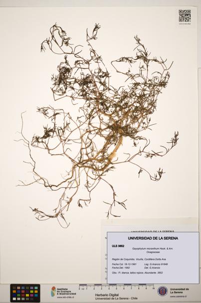 Gayophytum micranthum [Espécimen: ]