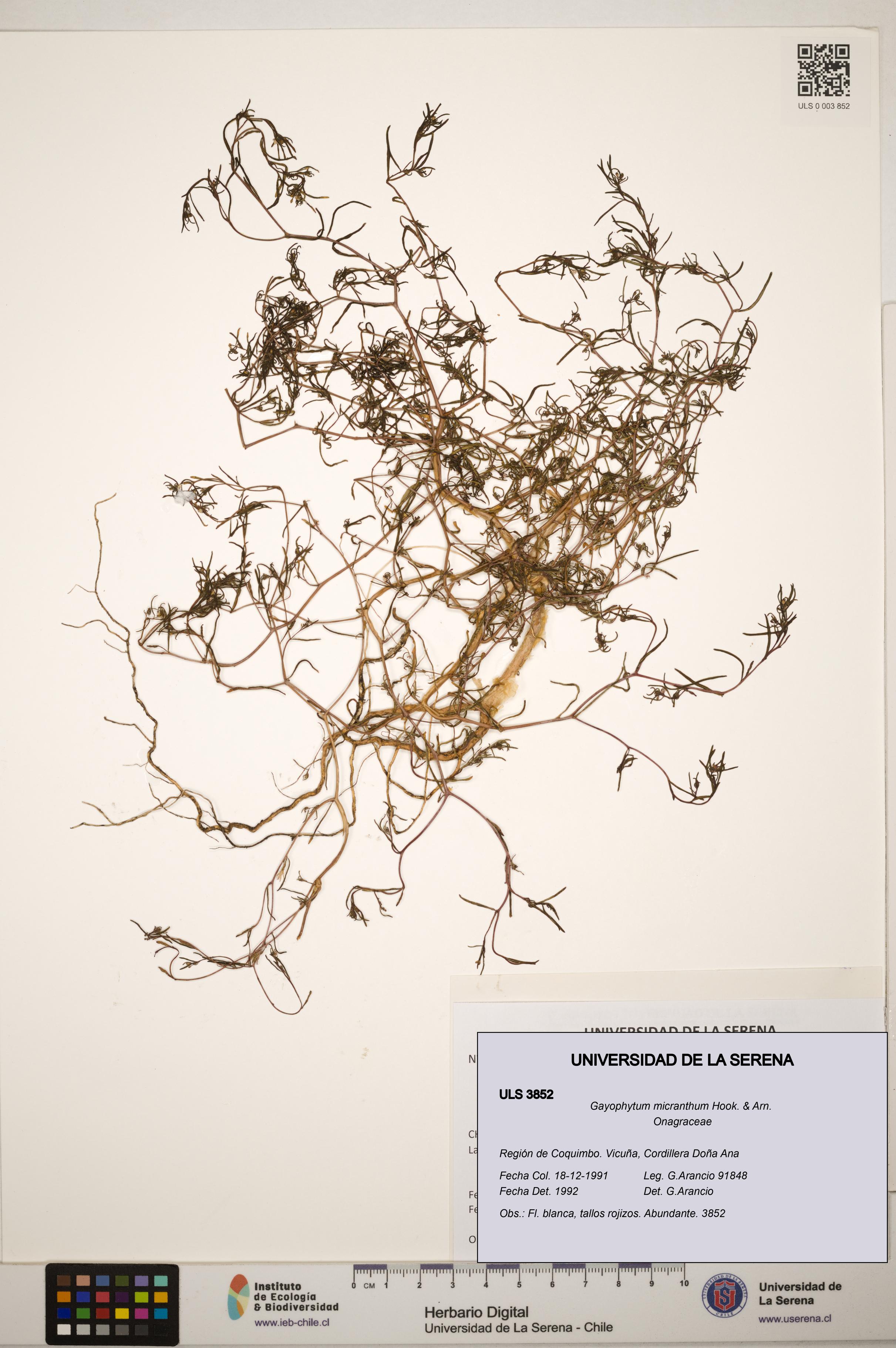 Gayophytum micranthum [Espécimen: ]
