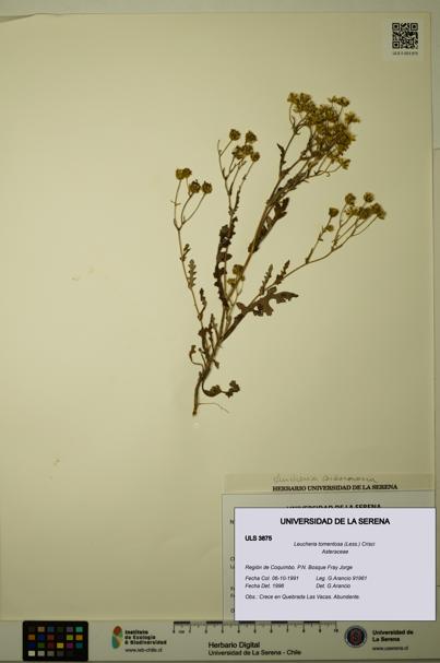 Leucheria tomentosa [Espécimen: ULS:ULS:0003875]