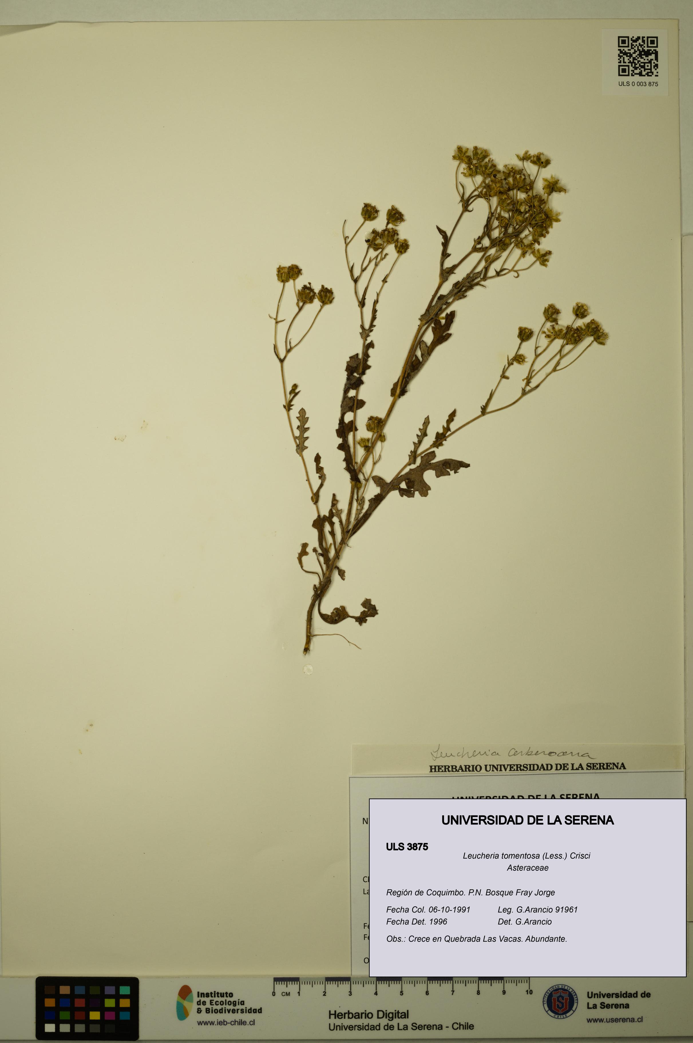 Leucheria tomentosa [Espécimen: ULS:ULS:0003875]