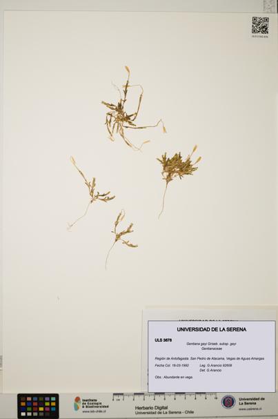 Gentiana gayi subsp. gayi [Espécimen: ULS:ULS:0003878]
