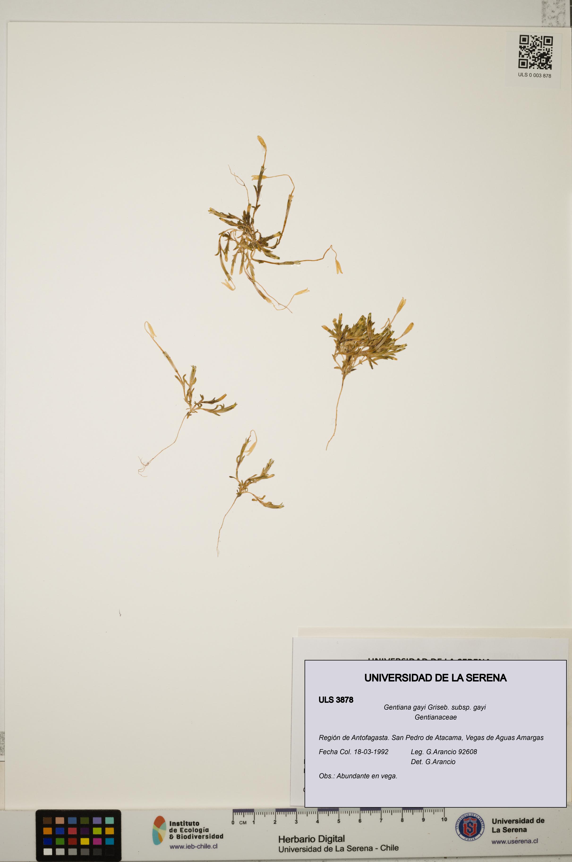 Gentiana gayi subsp. gayi [Espécimen: ULS:ULS:0003878]