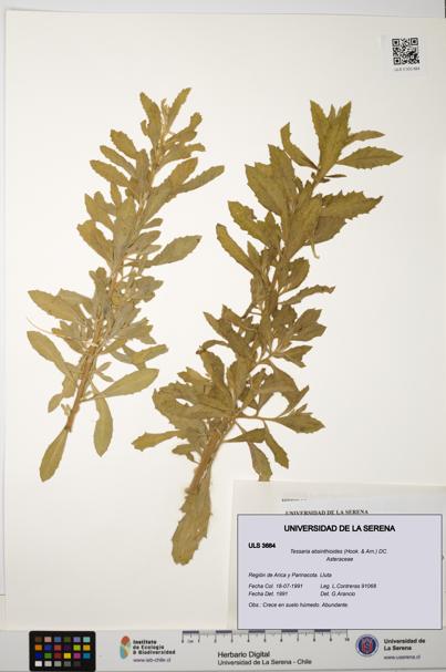 Tessaria absinthioides [Espécimen: ULS:ULS:0003884]