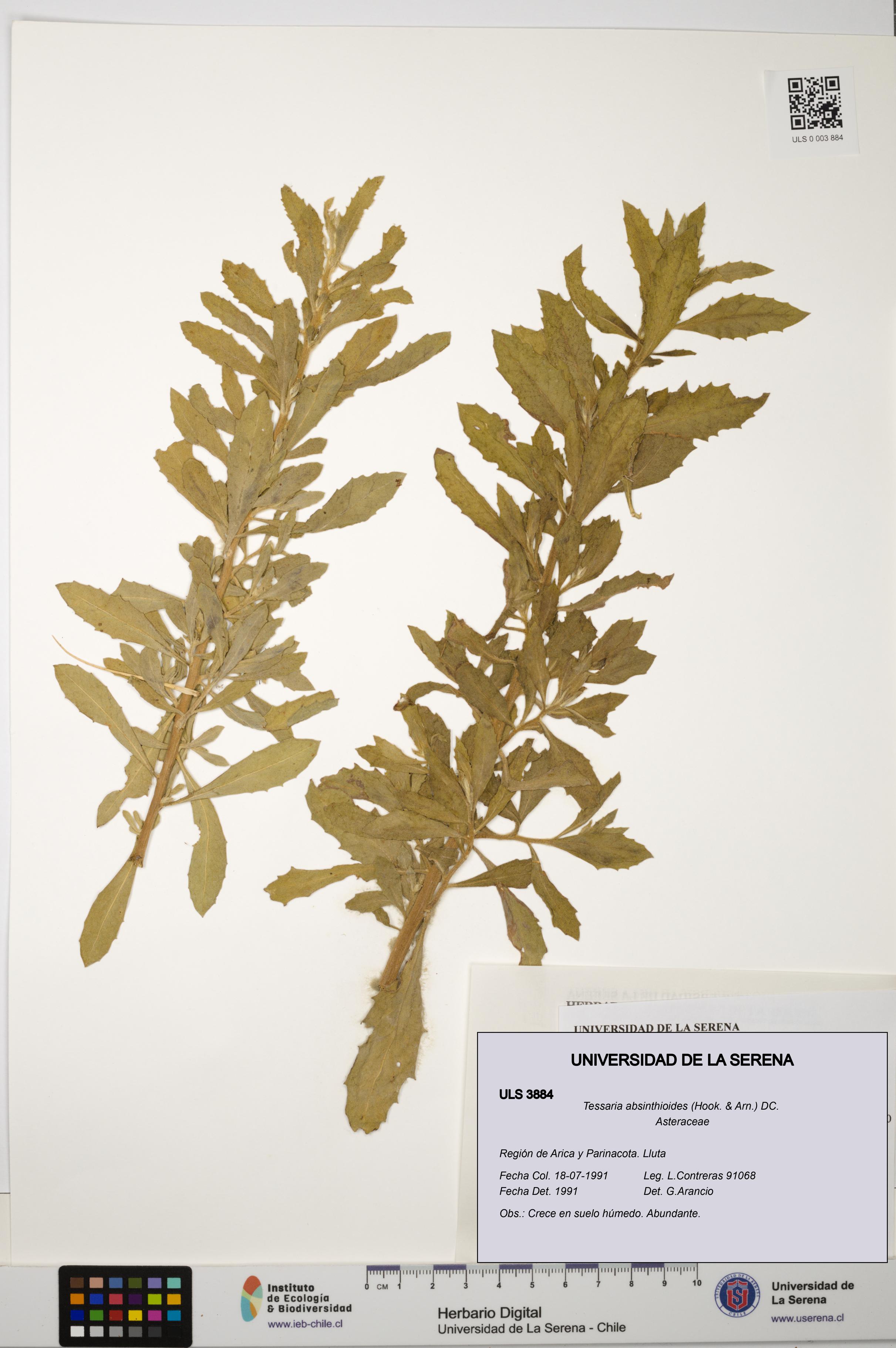 Tessaria absinthioides [Espécimen: ULS:ULS:0003884]