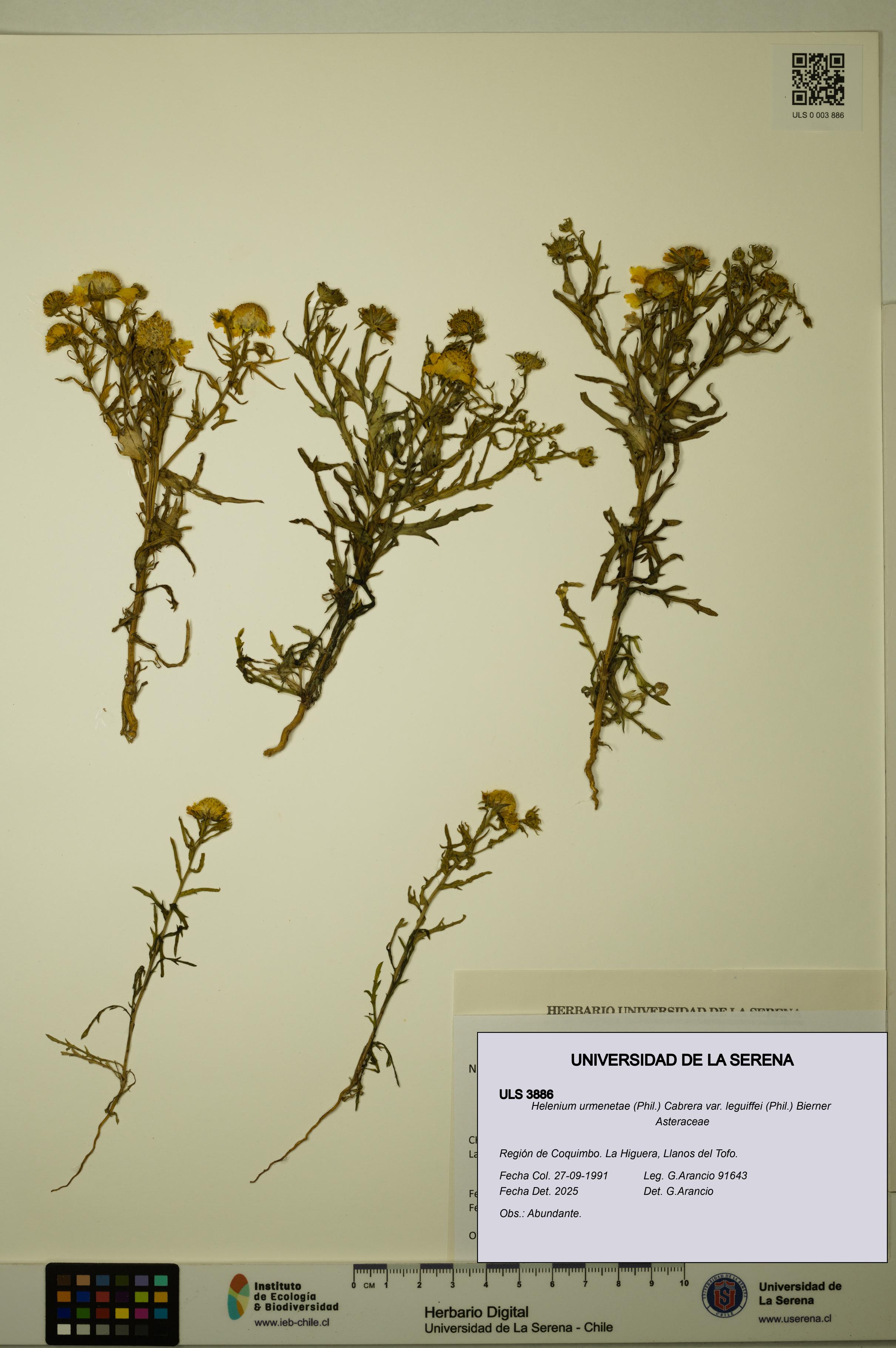 Helenium urmenetae var. leguiffei [Espécimen: ULS:ULS:0003886]
