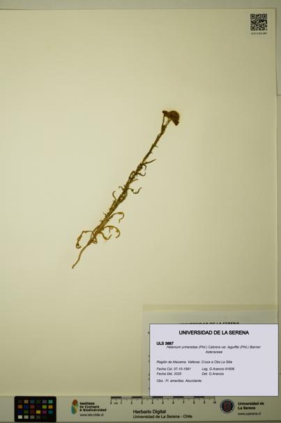 Helenium urmenetae var. leguiffei [Espécimen: ULS:ULS:0003887]