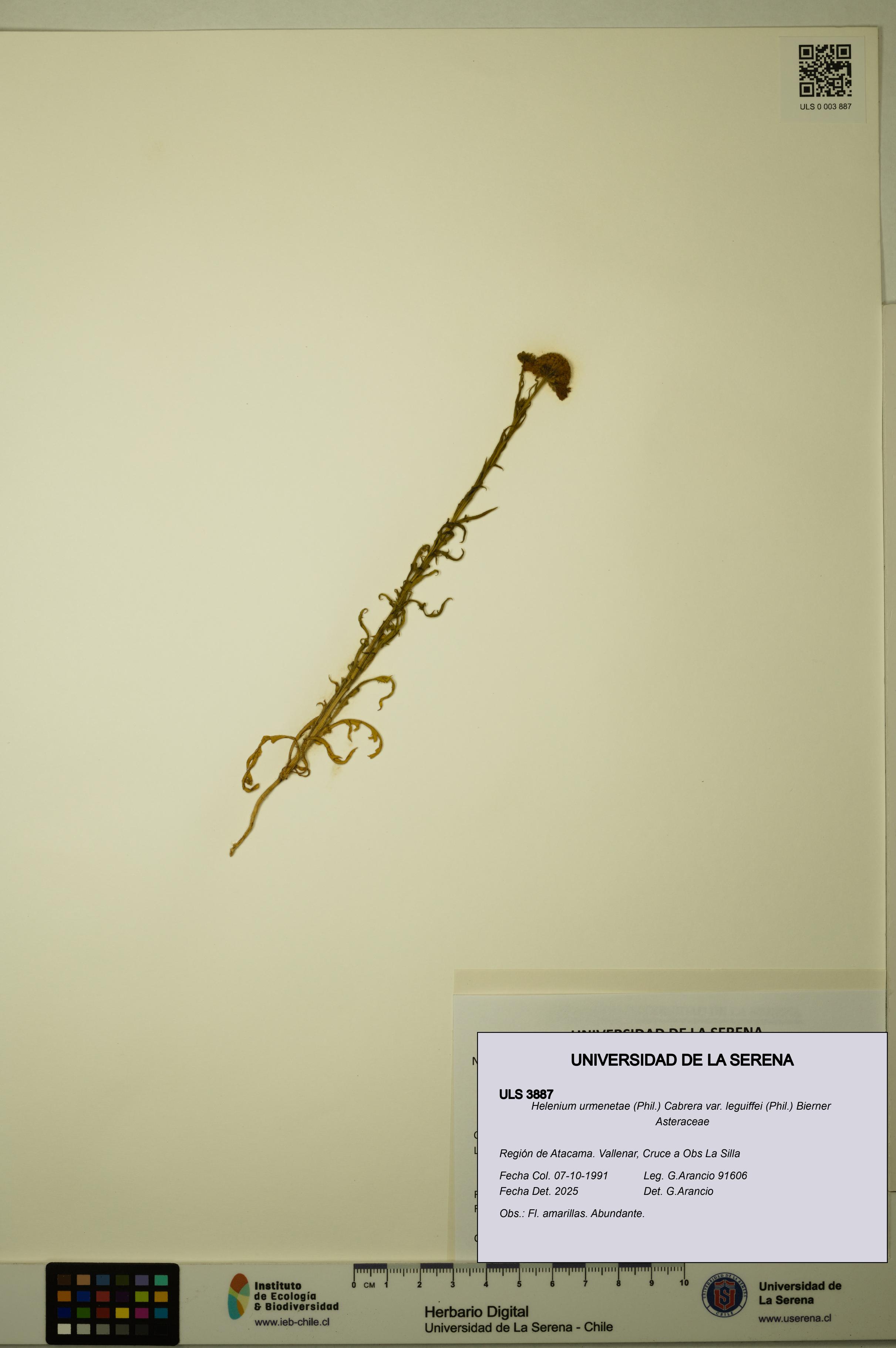 Helenium urmenetae var. leguiffei [Espécimen: ULS:ULS:0003887]