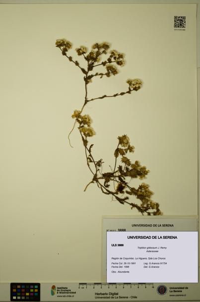 Triptilion gibbosum [Espécimen: ULS:ULS:0003888]