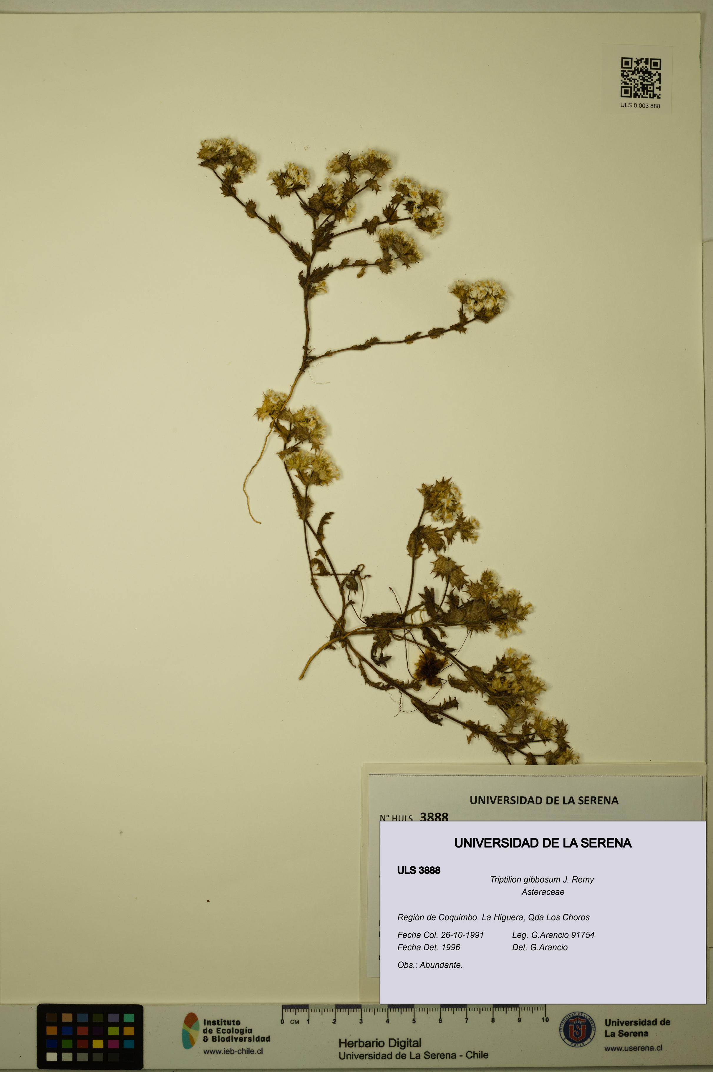 Triptilion gibbosum [Espécimen: ULS:ULS:0003888]