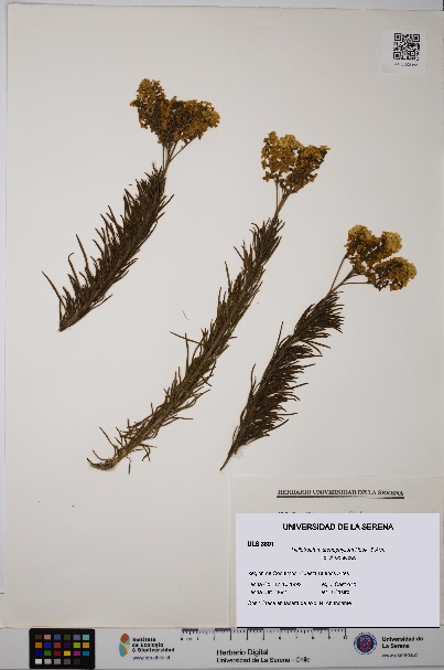 Heliotropium stenophyllum [Espécimen: ULS:ULS:0003891]