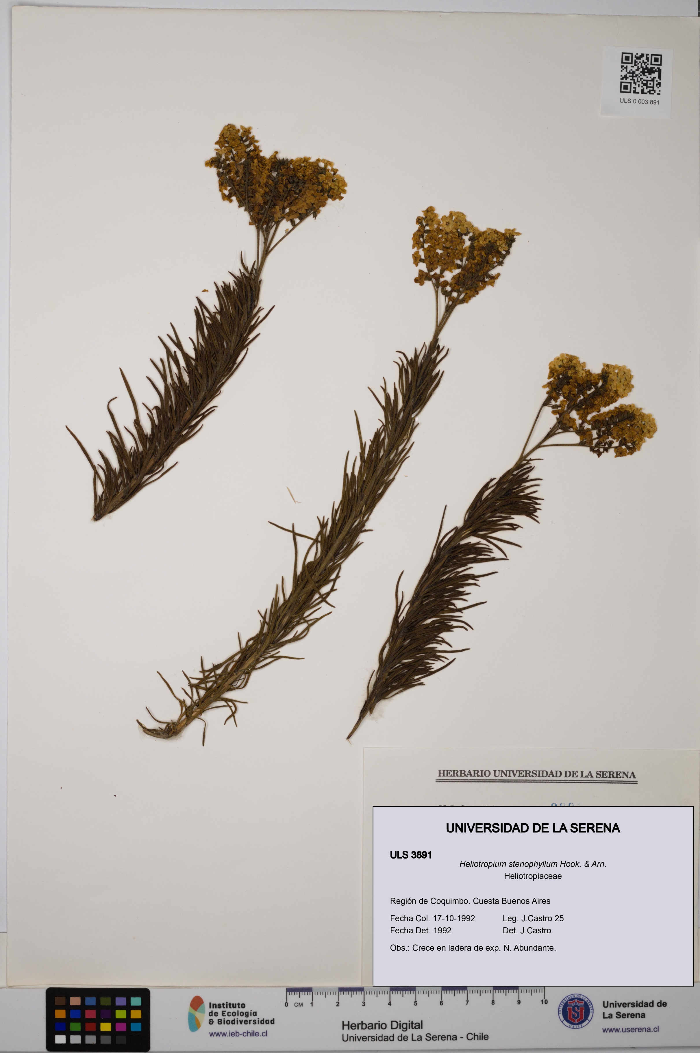 Heliotropium stenophyllum [Espécimen: ULS:ULS:0003891]