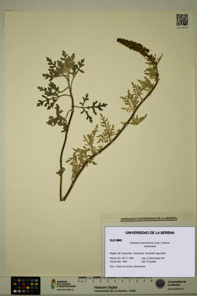 Ambrosia chamissonis [Espécimen: ULS:ULS:0003893]