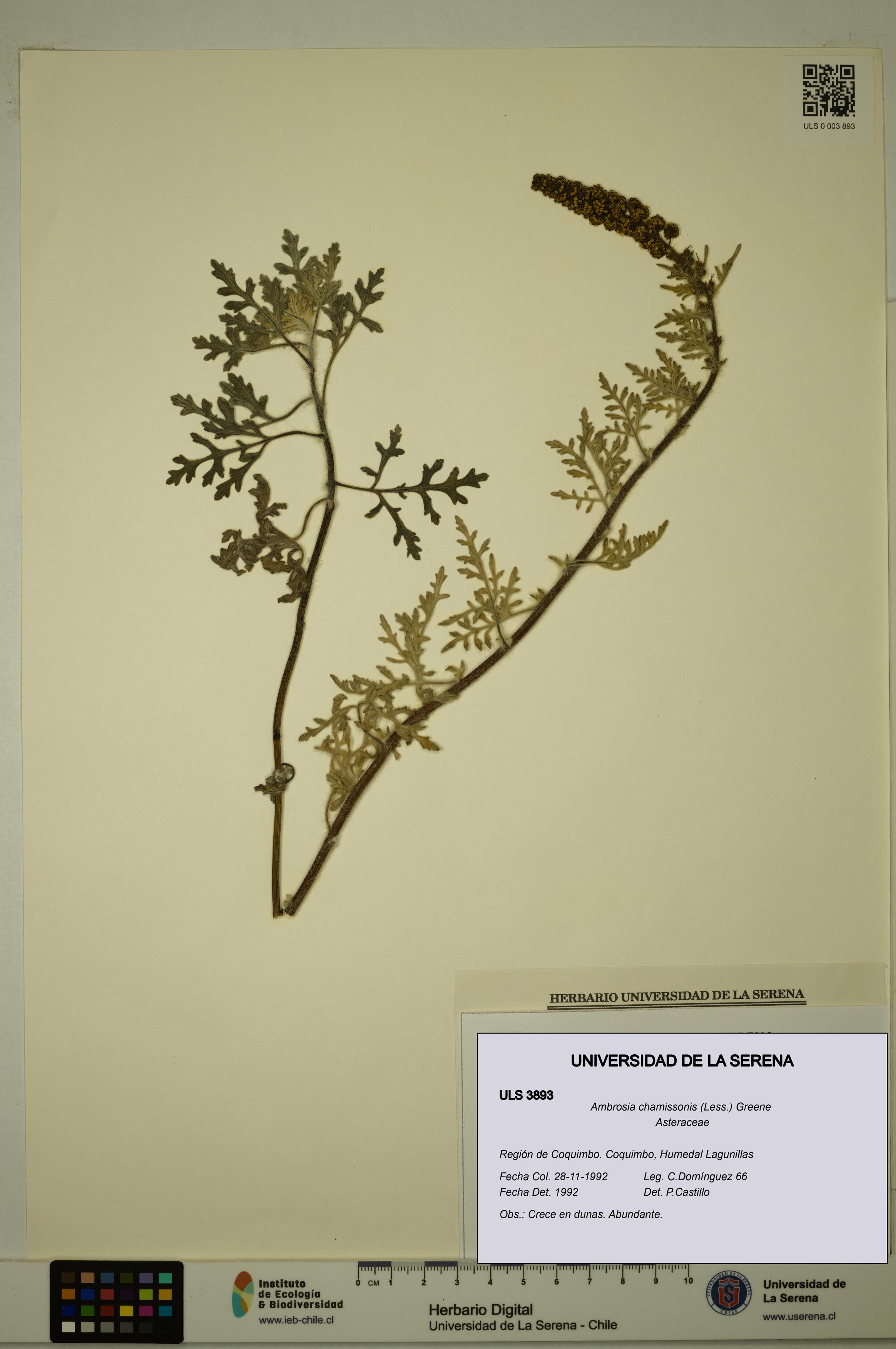 Ambrosia chamissonis [Espécimen: ULS:ULS:0003893]