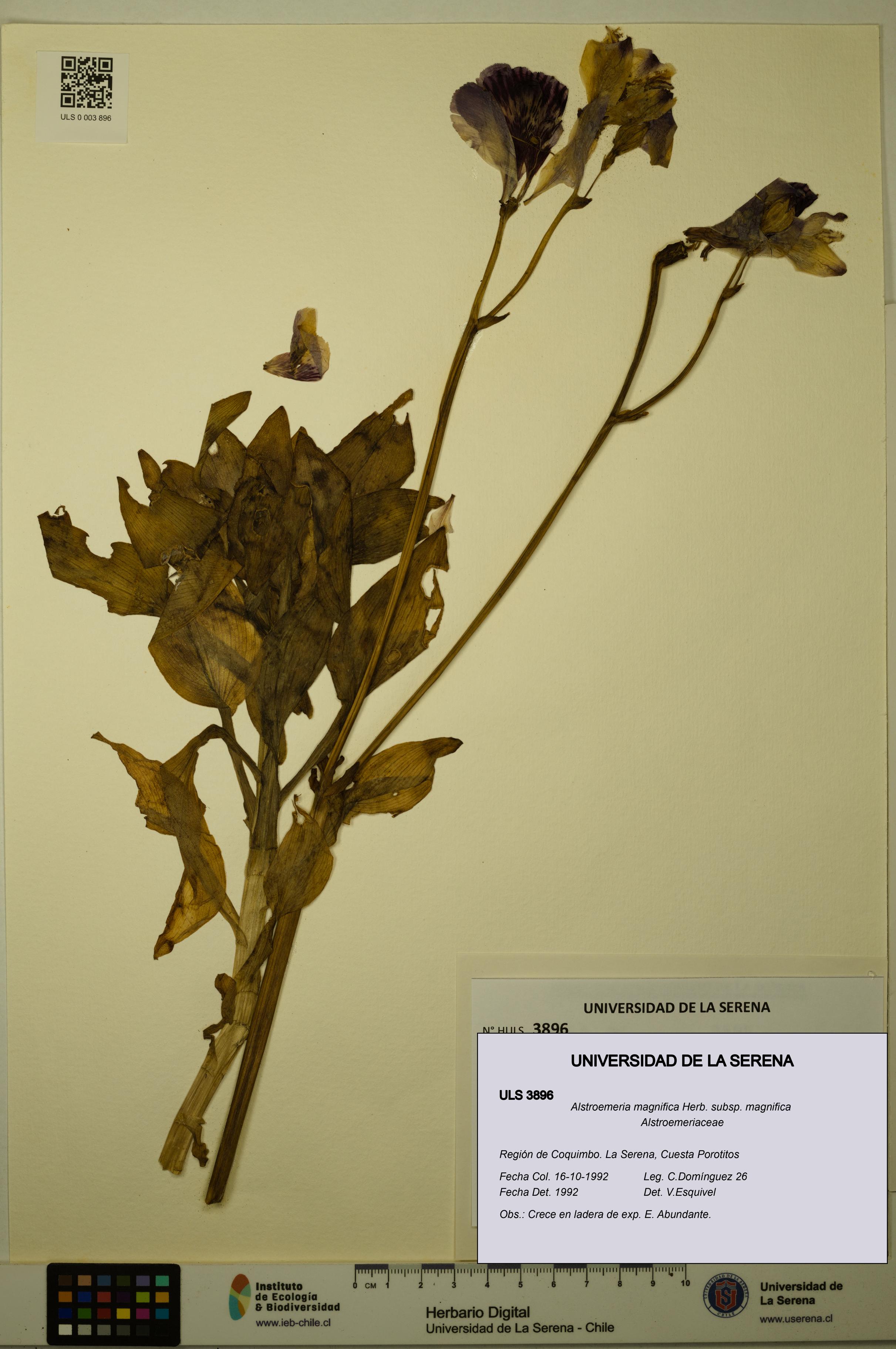 Alstroemeria magnifica [Espécimen: ULS:ULS:0003896]