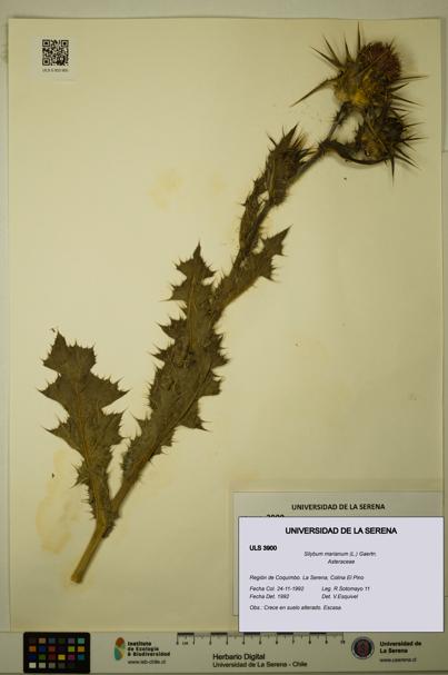 Silybum marianum [Espécimen: ULS:ULS:0003900]