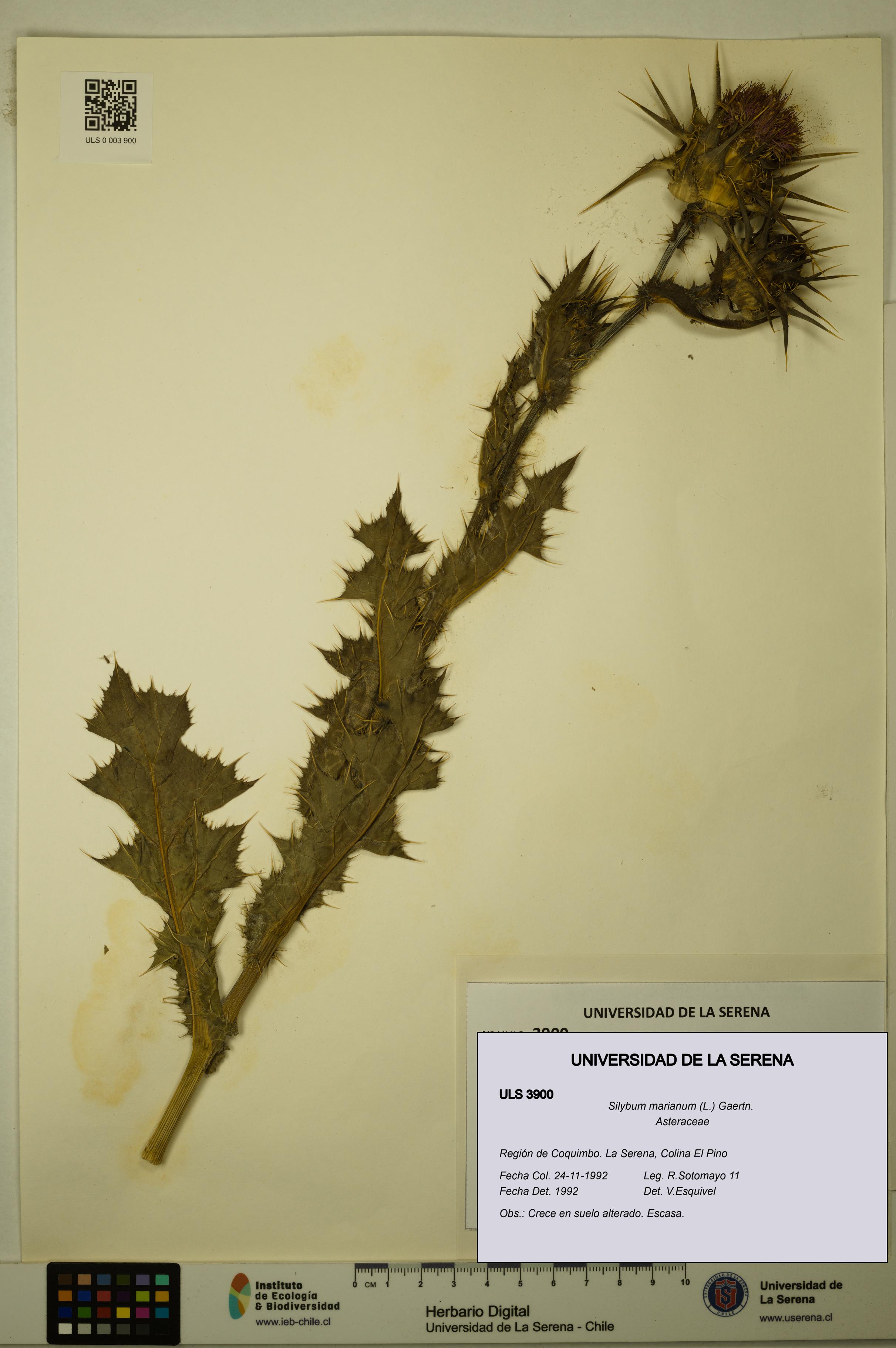 Silybum marianum [Espécimen: ULS:ULS:0003900]
