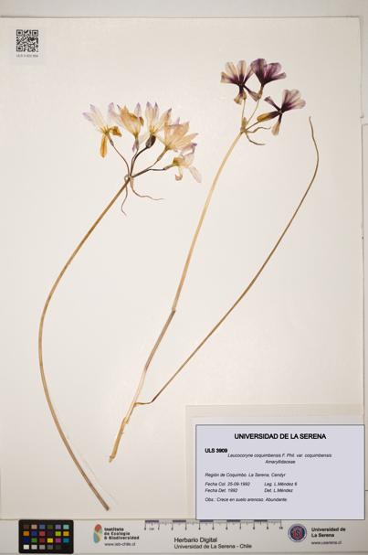 Leucocoryne coquimbensis [Espécimen: ]