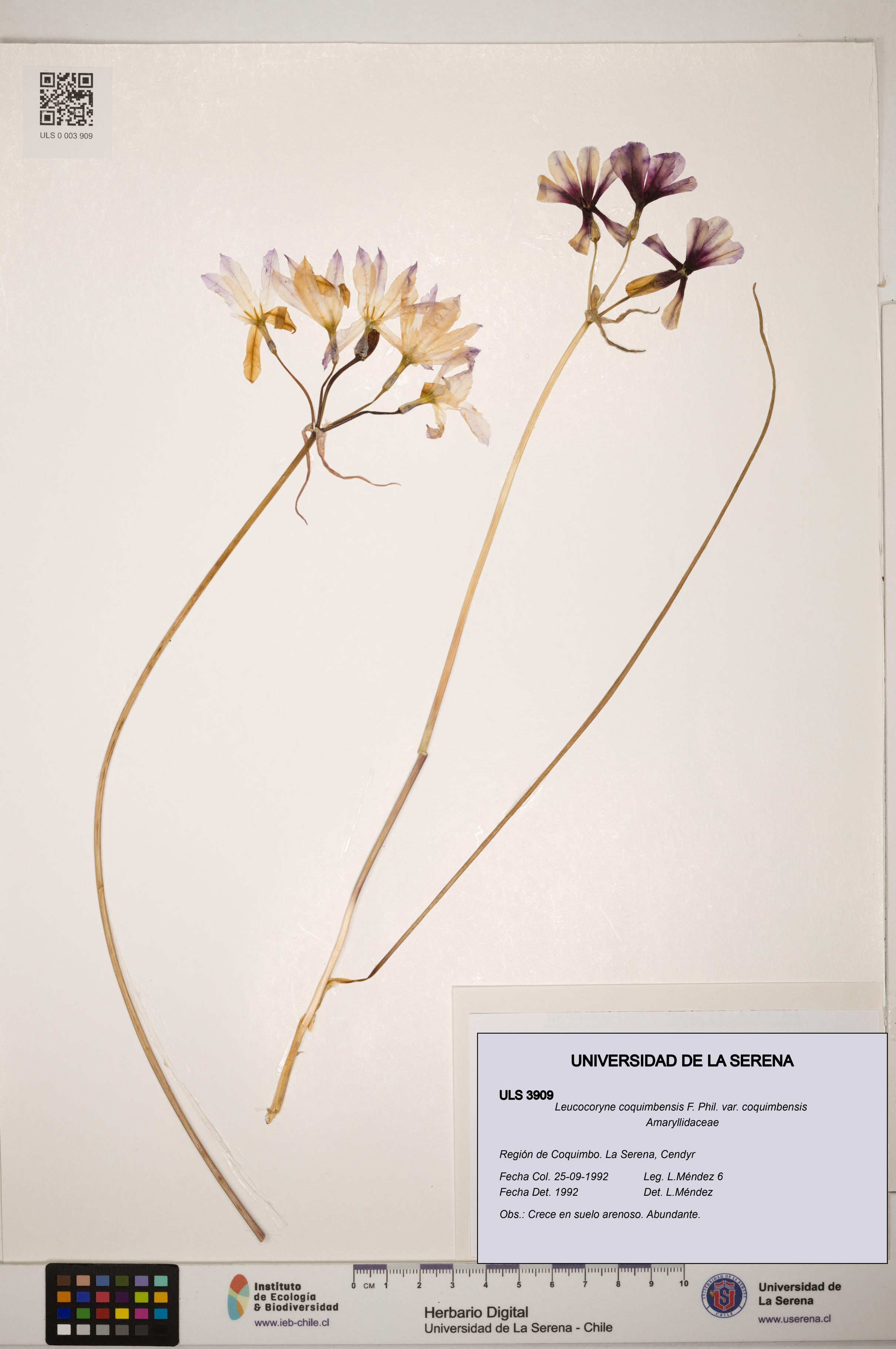 Leucocoryne coquimbensis [Espécimen: ]