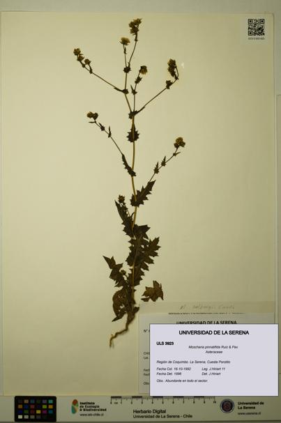 Moscharia pinnatifida [Espécimen: ULS:ULS:0003923]