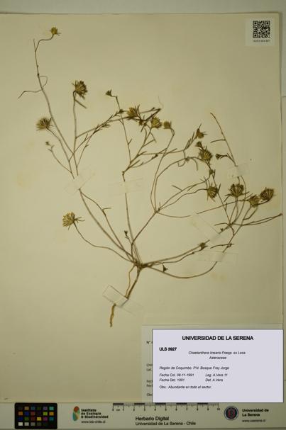 Chaetanthera linearis [Espécimen: ULS:ULS:0003927]