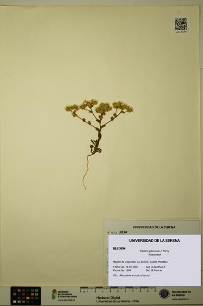 Triptilion gibbosum [Espécimen: ULS:ULS:0003934]