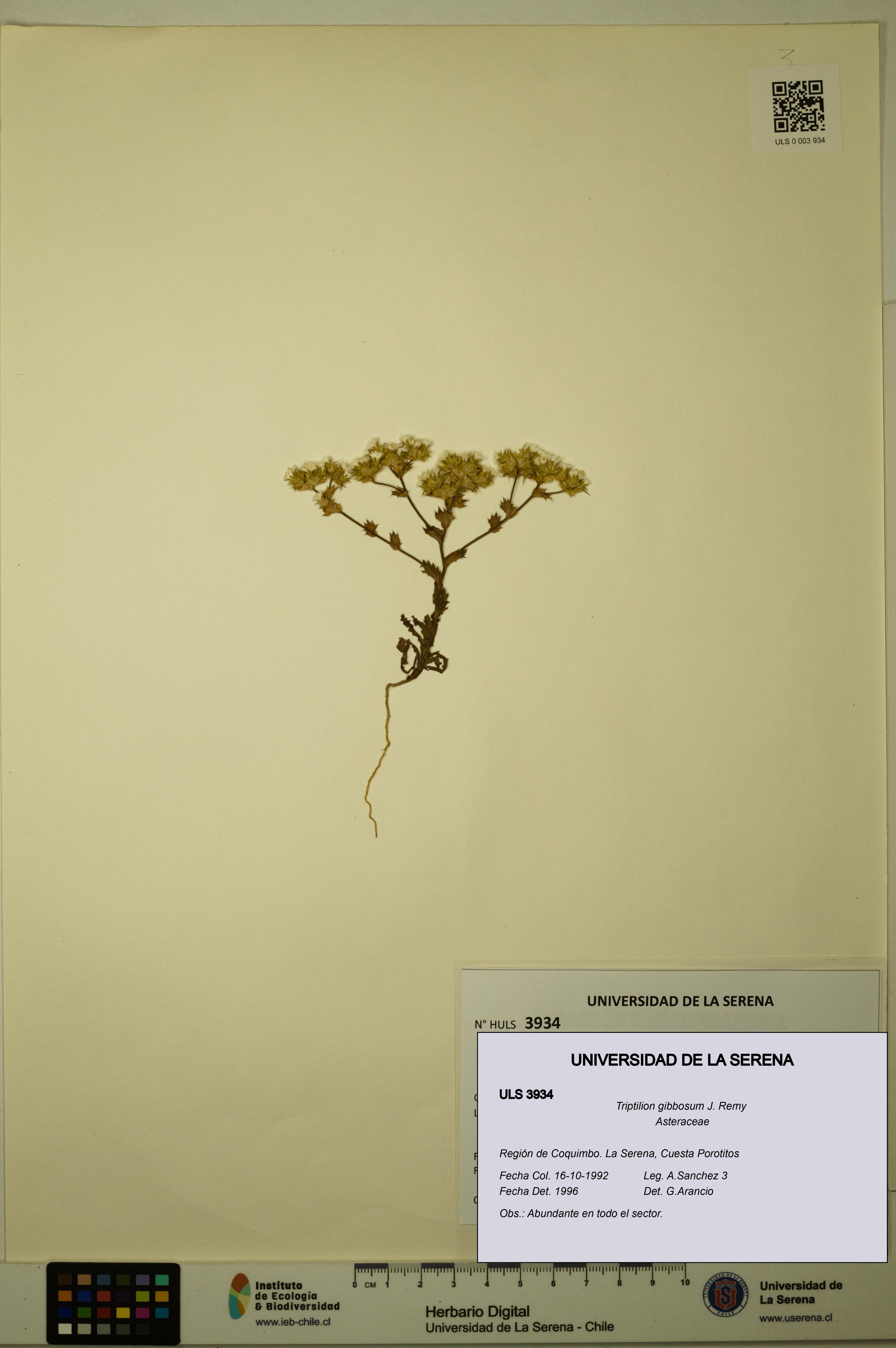 Triptilion gibbosum [Espécimen: ULS:ULS:0003934]