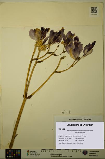 Alstroemeria magnifica [Espécimen: ULS:ULS:0003939]