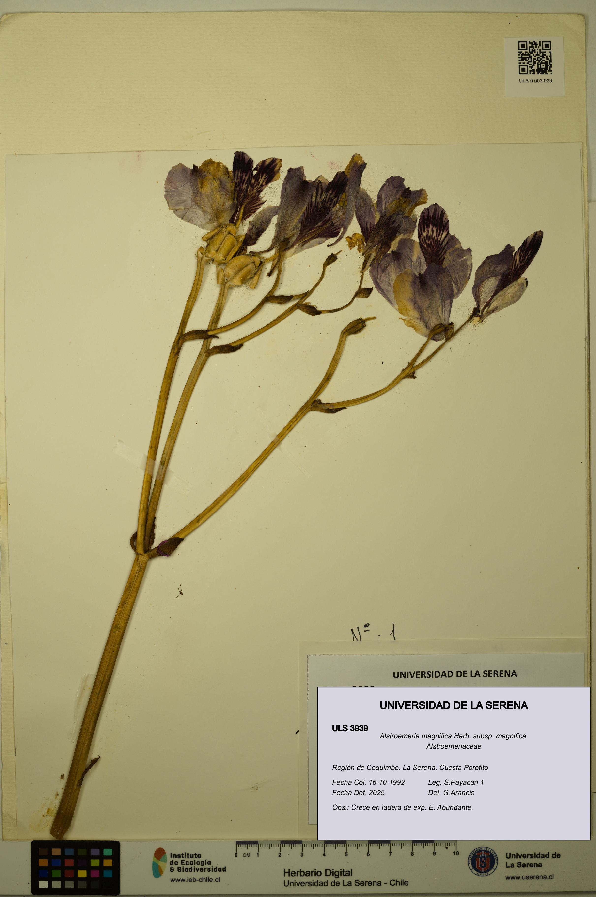 Alstroemeria magnifica [Espécimen: ULS:ULS:0003939]