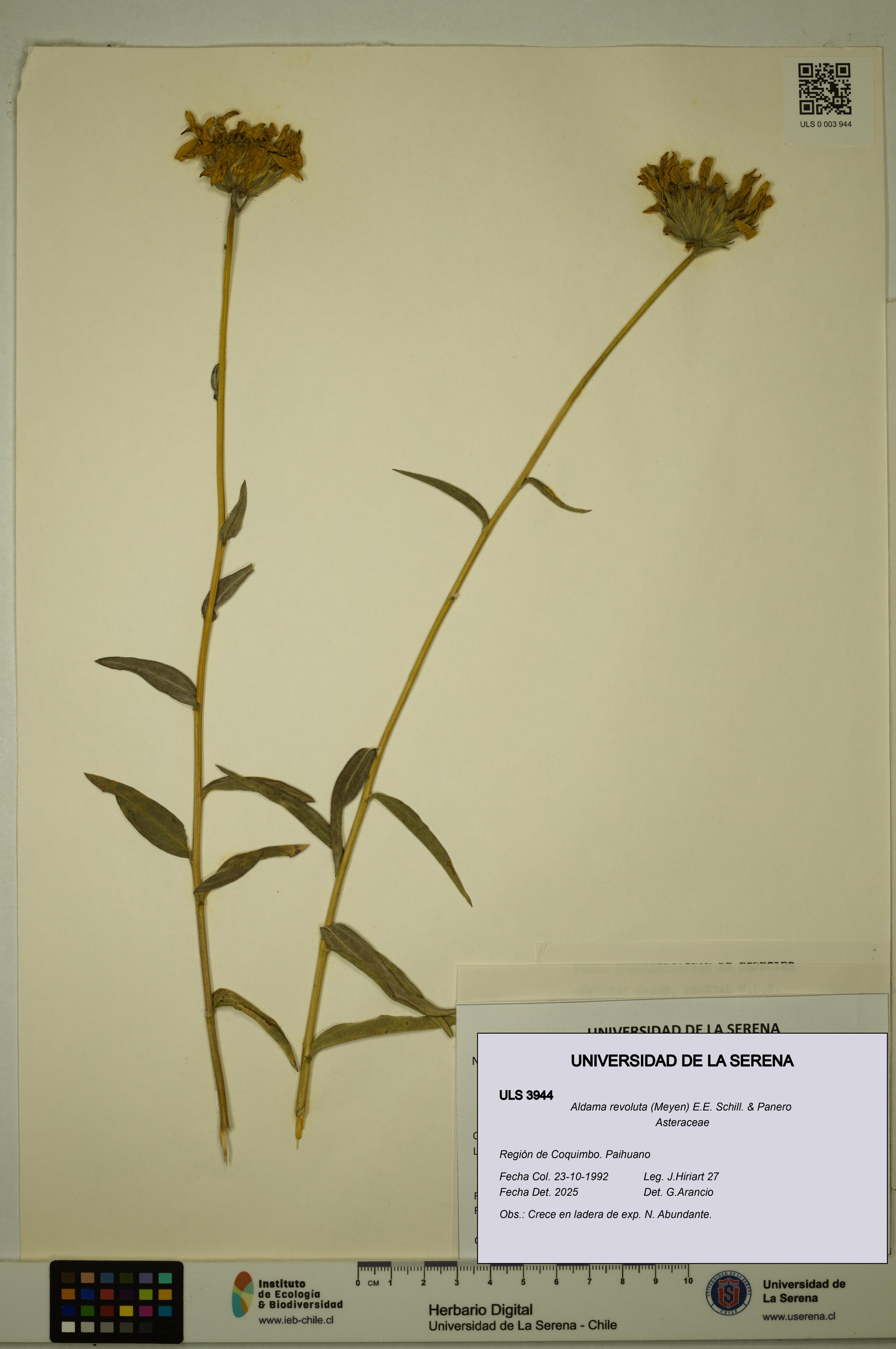 Aldama revoluta [Espécimen: ULS:ULS:0003944]