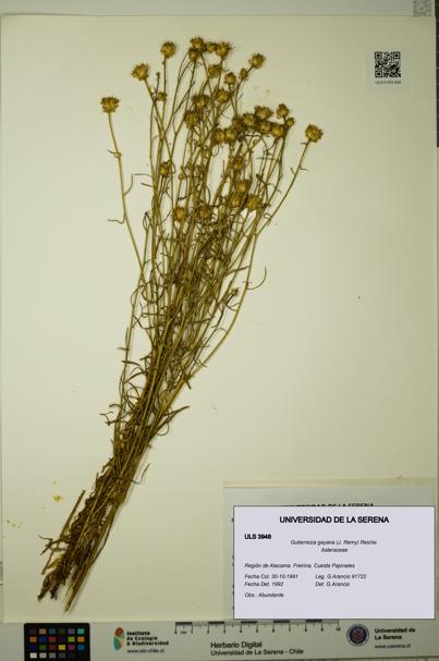 Gutierrezia gayana [Espécimen: ULS:ULS:0003948]